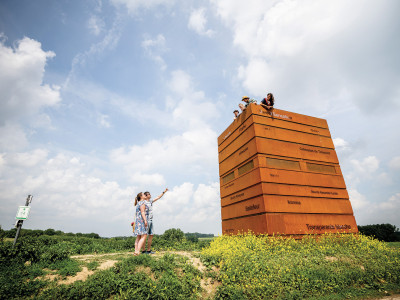 Bloesemkriebels in het Hageland
