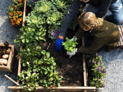 Pluk de lekkerste groenten en fruit op een plukboerderij